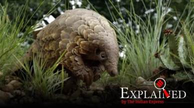 The pangolin: can the protection upgrade by China curb its trafficking? |  Explained News,The Indian Express