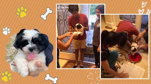 pet dog home entry, pet dog dulhan entry, indian family pet dog welcome, dog home welcome viral video, cute dog videos, indian express