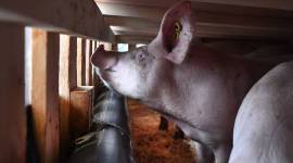 pig pigs transported on plance to china, pigs flown from france to china, coronavirus lockdown, coronavirus lockdown impact, african swine fever