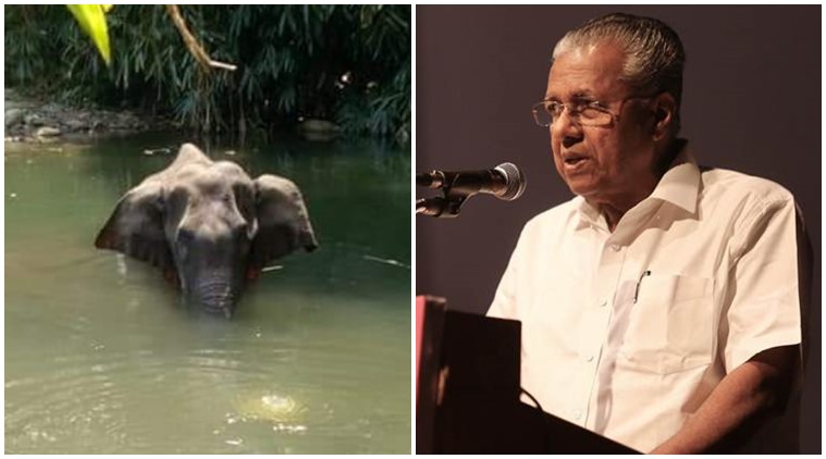 kerala elephant killing, kerala elephant death, kerala elephant explosion, kerala elephant news, pinarayi vijayan, palakkad elephant death, indian express