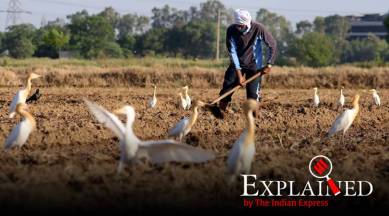 wheat, wheat production, wheat procurement, punjab wheat farmers, madhya pradesh wheat