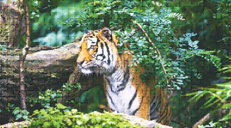 conservation reserve, Tillari region, Dodamarg forest range, Maharashtra news, indian express news