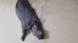 assam floods, assam floods news, assam flooding, assam news, assam floods rhino death, indian express