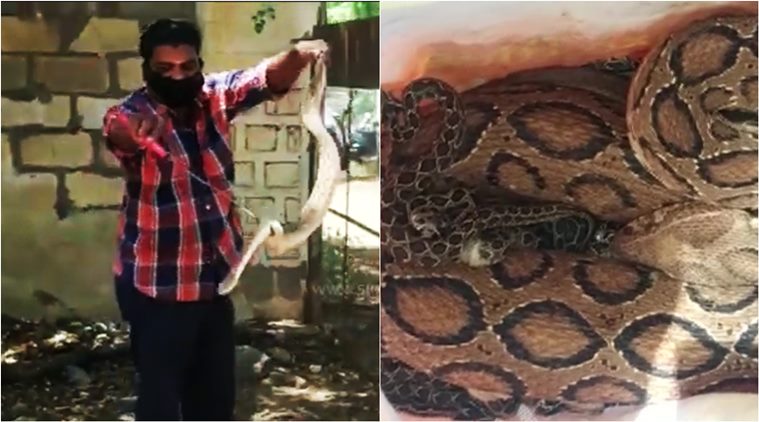 snake rescue, russell viper, coimbatore home russell viper rescue, russell viper birth babies, viral snake video, indian express, tamil nadu news