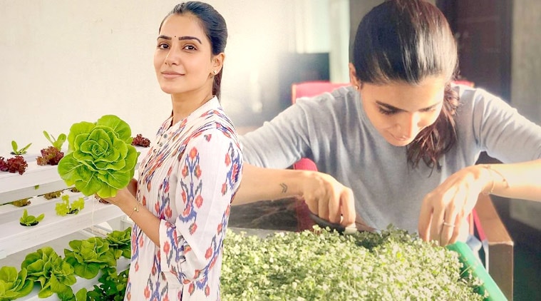 Samantha Akkineni, Samantha Akkineni vegan food, Samantha Akkineni home garden, home garden microgreen, indian express