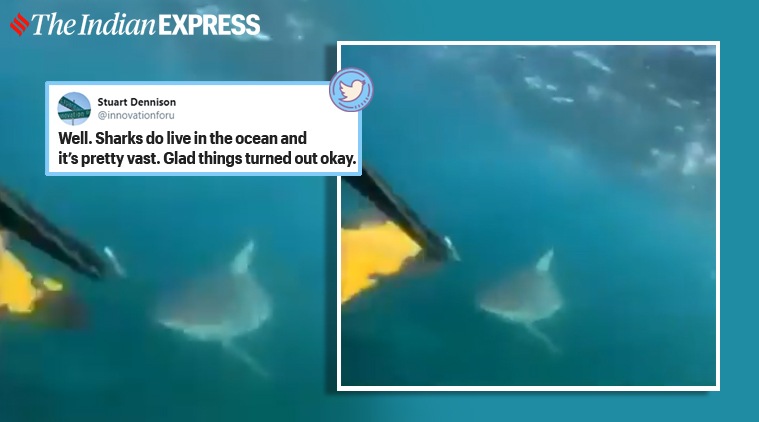 shark. shark attack, close save shark encounter, snorkeling, viral video, trending 