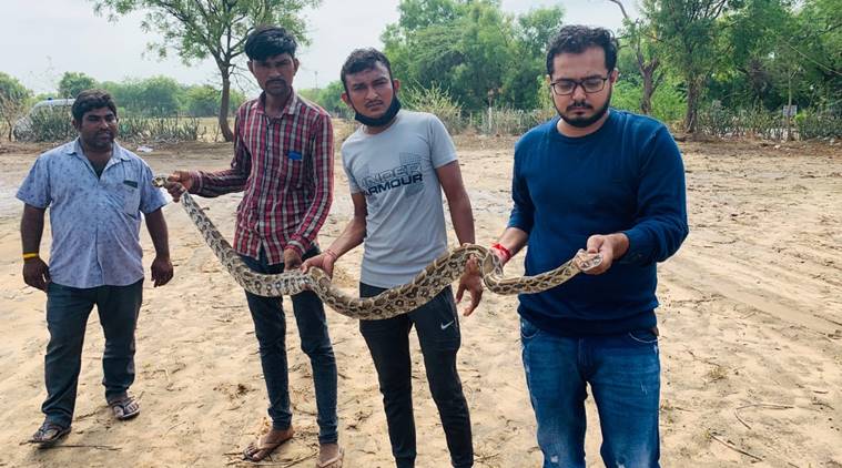 Wildlife activists rescue 8-foot python in rural Ahmedabad | Ahmedabad ...