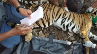 tiger captured in nagpur, tiger kills 5 people in nagpur, forest depatrtment captures tigrer, leopard found dead at TATR, tigress found dead, indian express news