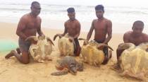 WATCH: Caught in fishing nets, Goa fishermen release Olive Ridley turtles