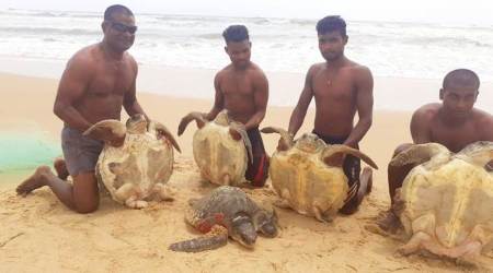 turtle, goa turtles released, goa turtles caught, goa news, indian express