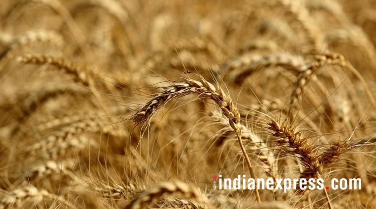 Punjab: State now no. two in Wheat procurement - The Indian Express