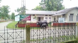 Assam Rhino no alt set