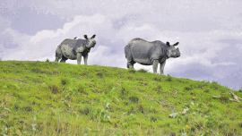 In sixth heaviest deluge, highland & corridors shelter Kaziranga rhinos