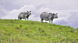 In sixth heaviest deluge, highland & corridors shelter Kaziranga rhinos
