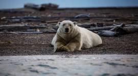 Polar bear, Global warming, polar bears extinction?, climatic change impact, world news