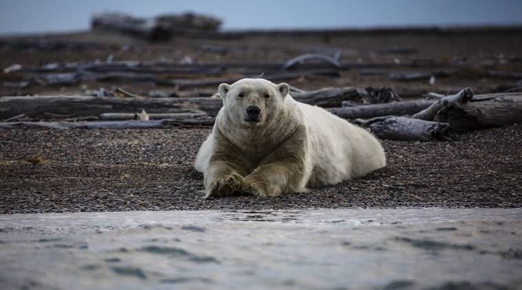 Global warming is driving polar bears toward extinction, researchers say |  World News,The Indian Express
