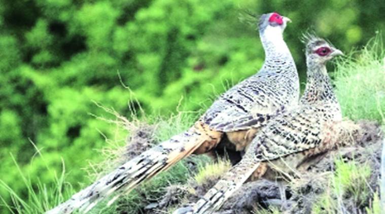 cheer pheasants, captive breeding centre, shimla news, Himachal news, Indian express news