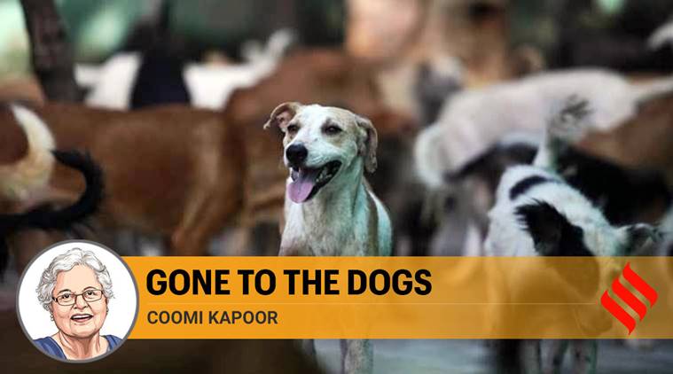 stray dog menace in india, stray dogs india, stray dogs animal activists, stray dogs vaccination, maneka gandhi animal activist, coomi kapoor column today, india coronavirus, india lockdown