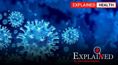 coronavirus, covid-19, immune cells, antibodies, coronavirus latest news, coronavirus research, indian express news