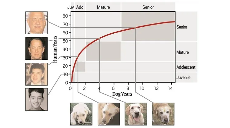 how much is 4 dog years in human years