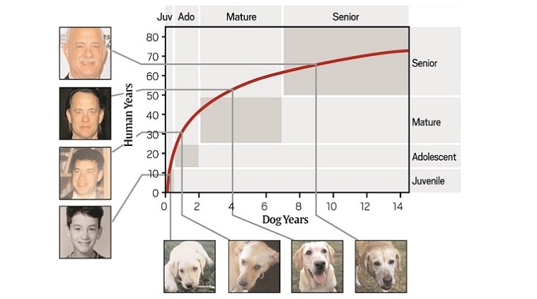 Explained: A new calculation to find out your dog’s age in human years ...