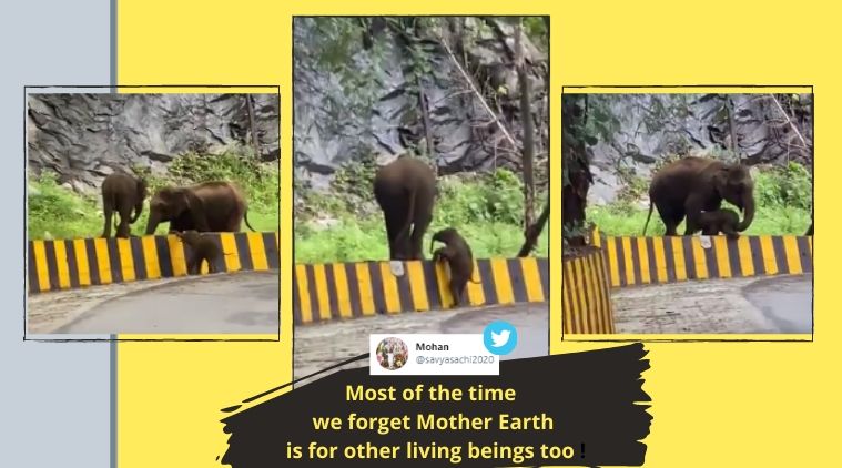 Elephant, Nilambur, Kerala, Mitigation measures, wildlife mitigation, animal crossing, elephant crossing roads, elephant calf crossing roads, Trending news, Indian Express news.