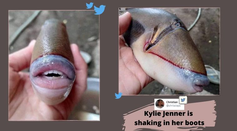 It’s fake Expert says viral photo of fish with humanlike