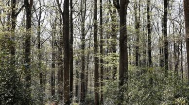 Dasgupta review, biodiversity loss