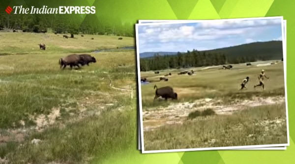 bison charges woman vial video, Yellowstone National Park, viral video, trending, indian express, indian express news