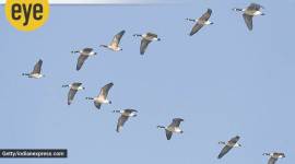 Ranjit Lal, Down in Jungleland, bird wing, bird flight, murmuration, alula, bastard wing, eye 2020, sunday eye, indian express news