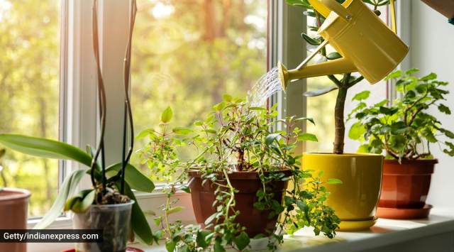 how to take care of potted plants, caring for plants in monsoons, indian express, indian express news