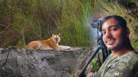 Mayuresh Hendre, Golden Tiger, Assam’s Golden Tiger, indianexpress.com, indianexpress, parveen kaswan, golden tigress, tiger habitat, biodiversity, pandemic, conservation, sustainable living, EIA, Environment Impact Assessment