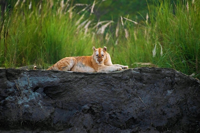 Mayuresh Hendre, Golden Tiger, Assam’s Golden Tiger, indianexpress.com, indianexpress, parveen kaswan, golden tigress, tiger habitat, biodiversity, pandemic, conservation, sustainable living, EIA, Environment Impact Assessment