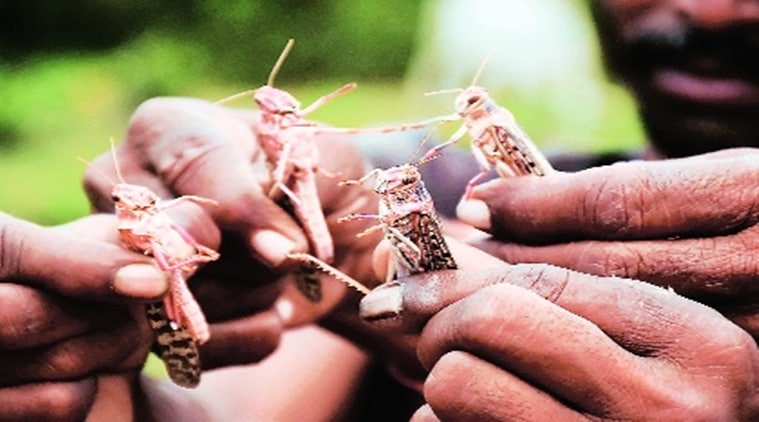 Haryana, Locust, Haryana Locust