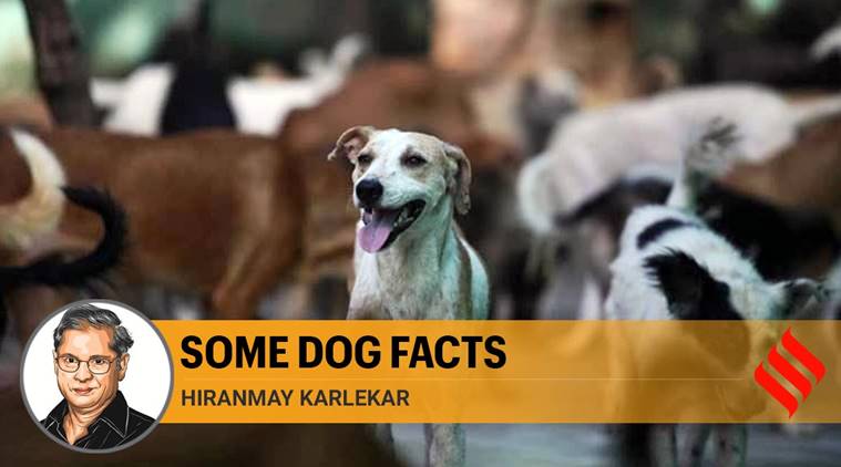 dogs, animal birth control, animal birth control debate, dogs rabies, dog vaccination drive, who, indian express