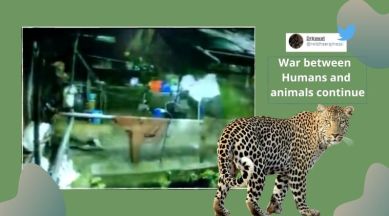 leopard, Leopard attack, Leopard kills dog, Leopard sighting, in Uttarakhand, leopard in Nainital, Nainital leopard attack, Leopard videos, Trending news, Indian Express news.