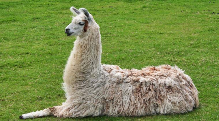 llamas coronavirus, llamas coronavirus cure, llamas coronavrius treatment, llamas corona, covid-19 llama, llamas covid-19 vaccine, llamas antibodies coronavirus, coronavirus llamas vaccine, coronavirus vacine, coronavirus vaccine latest news update
