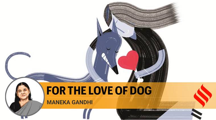 If we can coexist with animals, we will benefit far more than them | The Indian Express If we can coexist with animals, we will benefit far more than them | The Indian Express