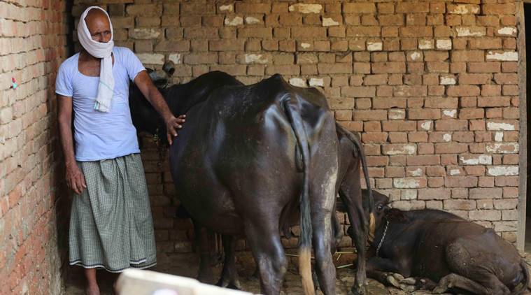 India's Milk demand, Milk demand down, India lockdown, India coronavirus, India festive season, Uttar Pradesh milk business, Amroha milk production, Indian express