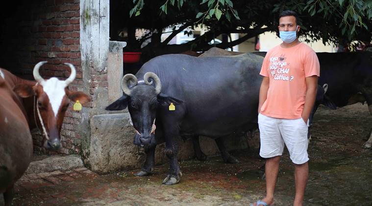 India's Milk demand, Milk demand down, India lockdown, India coronavirus, India festive season, Uttar Pradesh milk business, Amroha milk production, Indian express