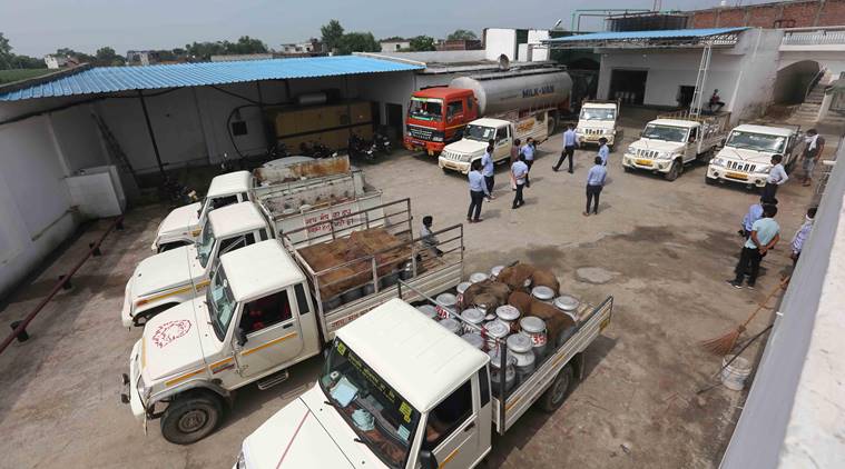 India's Milk demand, Milk demand down, India lockdown, India coronavirus, India festive season, Uttar Pradesh milk business, Amroha milk production, Indian express