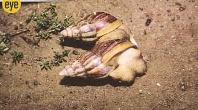 snail