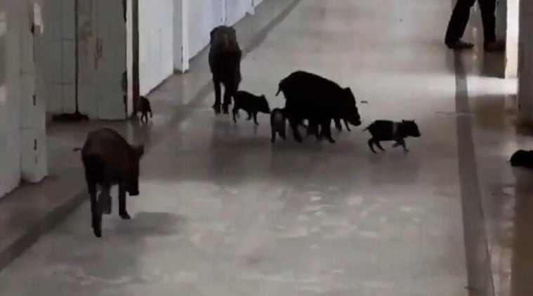 Video of pigs roaming inside govt hospital in Karnataka causes outrage