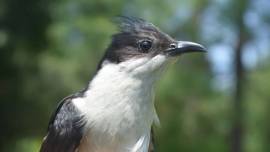 pied cuckoo bird, cuckoo bird study, climate chage, cuckoo bird migration study, indian express
