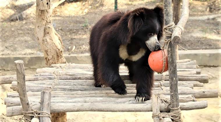 Rangila, Rangila sloth bear, nepalese rescued Rangila, Wildlife SOS Agra Bear Rescue Facility, Rangila bear rescue, indian express