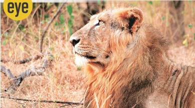 Ranjit Lal, birdsong, Sultanpur National Park, Gir, national park, wildlife sanctuary, Down in Jungleland, eye 2020, sunday eye, indian express, indian express news