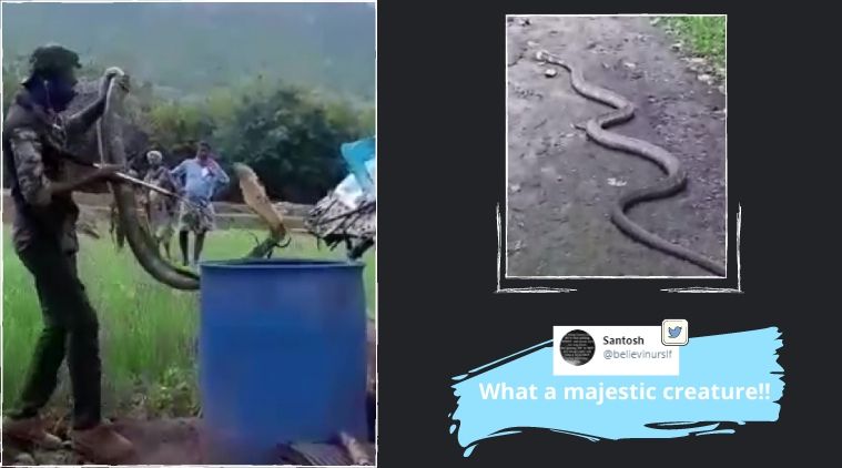 Snake, snake rescue, King Cobra, King cobra rescue, King cobra in Coimbatore, King cobra sighting, King cobra attack, Trending news, Indian Express news