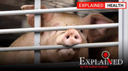 african swine fever, african swine fever explained, african swine flu, Coronavirus, COVID lockdown, african swine fever in Assam, Assam news, Indian Express