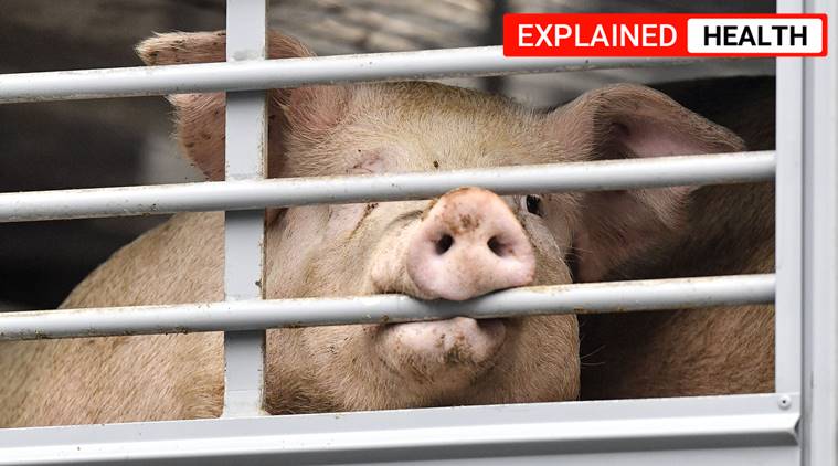 african swine fever, african swine fever explained, african swine flu, Coronavirus, COVID lockdown, african swine fever in Assam, Assam news, Indian Express
