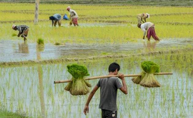 Assam floods, assam flood death toll, assam flood news, kaziranga national park flood, kaziranga animals dead flood, assam news, indian express